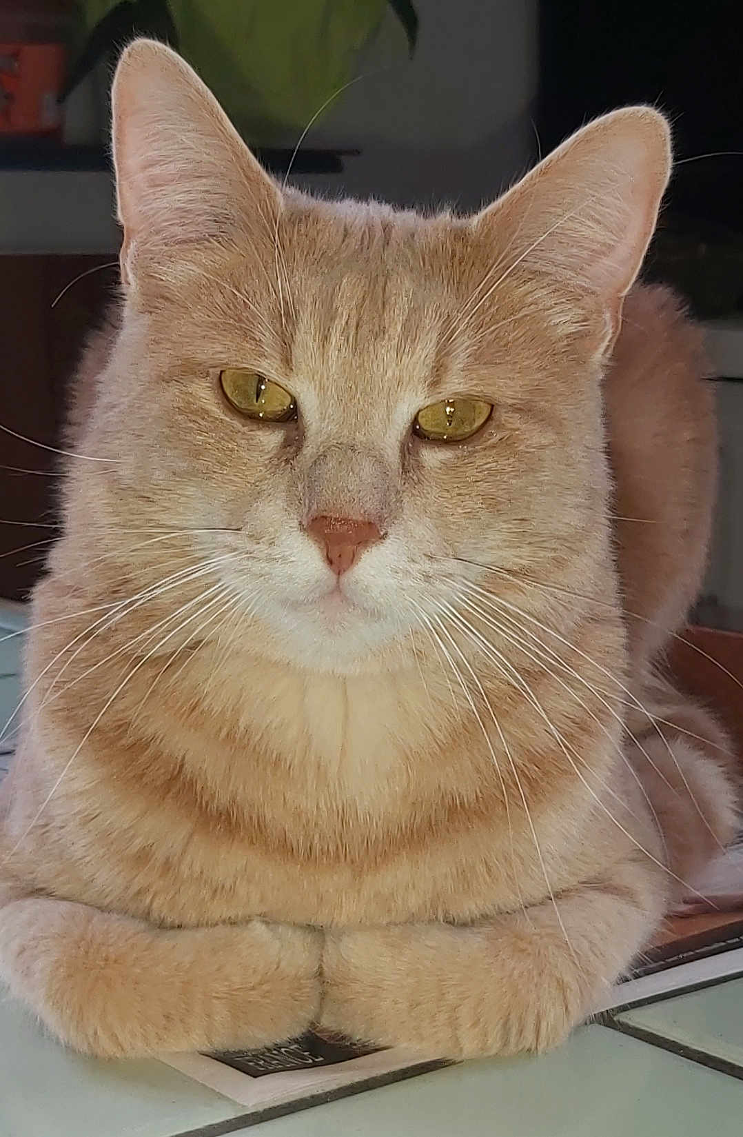Raven a rejoint le concours — aidez-le/la à gagner de superbes lots ! cat, tabby_cat, orange_cat, pet, feline, whiskers, fur, indoor, close_up, animal, relaxed, paws, face, ears, eyes, sitting, cute, domestic_animal, portrait, table