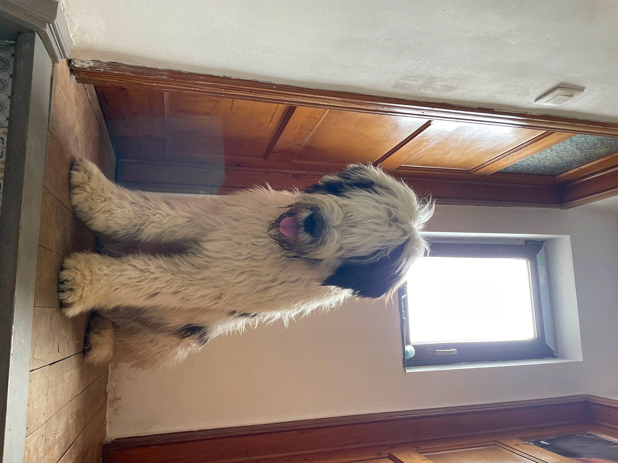 Nor participe au concours pour gagner de l'argent avec cette photo : beam, building, canidae, carnivore, ceiling, companion_dog, dog, dog_breed, fawn, flooring, fur, hardwood, small_to_medium_sized_cats, snout, sporting_group, tail, tints_and_shades, window, wood, working_animal