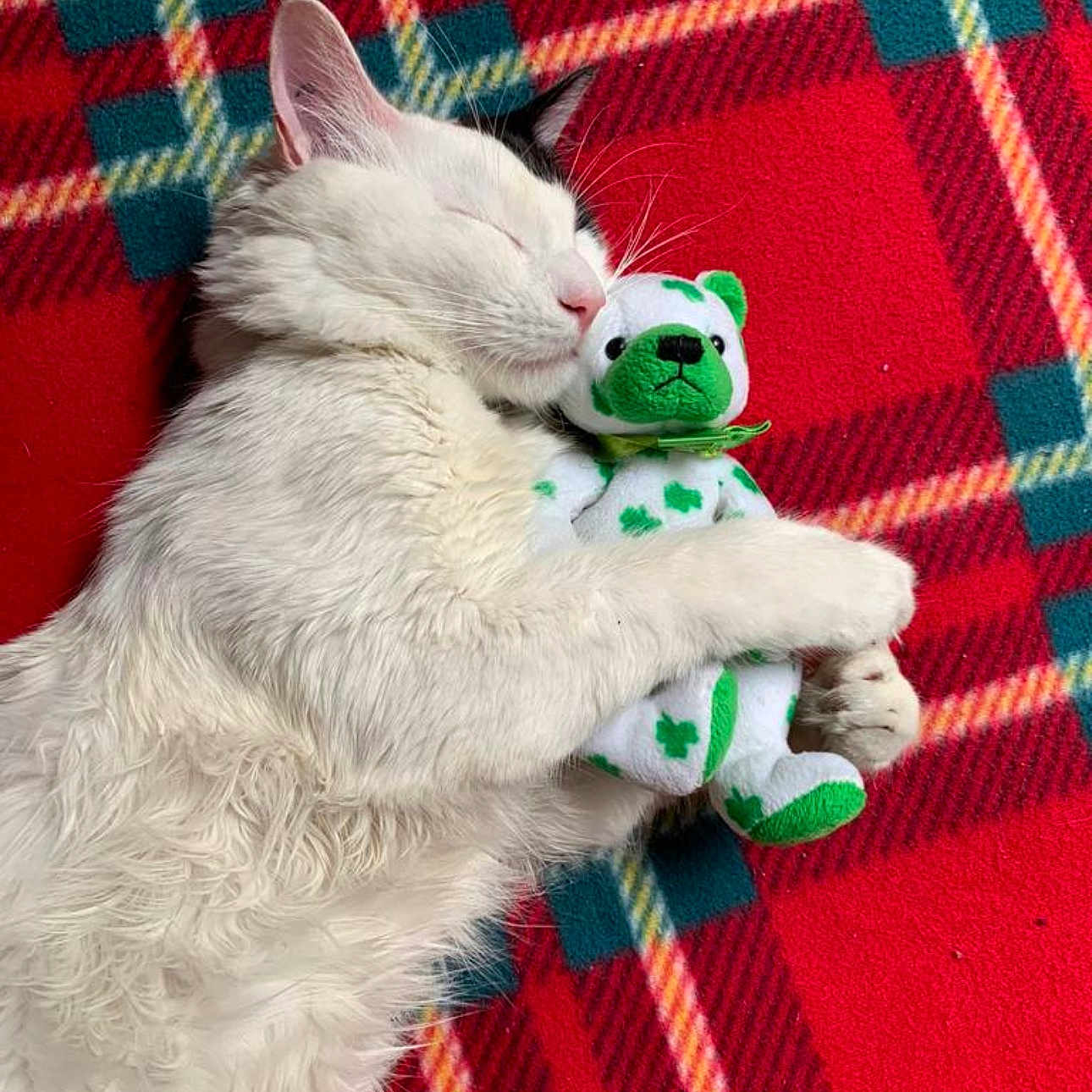 Teo joined the competition — help win amazing prizes! animal, blanket, cat, comfort, cozy, cute, ears, fur, green, indoor, peaceful, pet, plush_toy, red, resting, sleeping, snuggling, soft, whiskers, white_fur