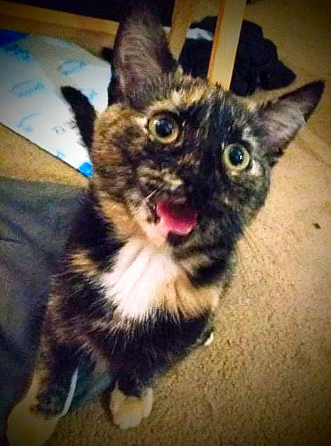 Emily joined the competition — help win amazing prizes! carnivore, cat, claw, companion_dog, devon_rex, dog_breed, domestic_short_haired_cat, ear, eye, felidae, fur, iris, paw, small_to_medium_sized_cats, snout, square, tail, whiskers