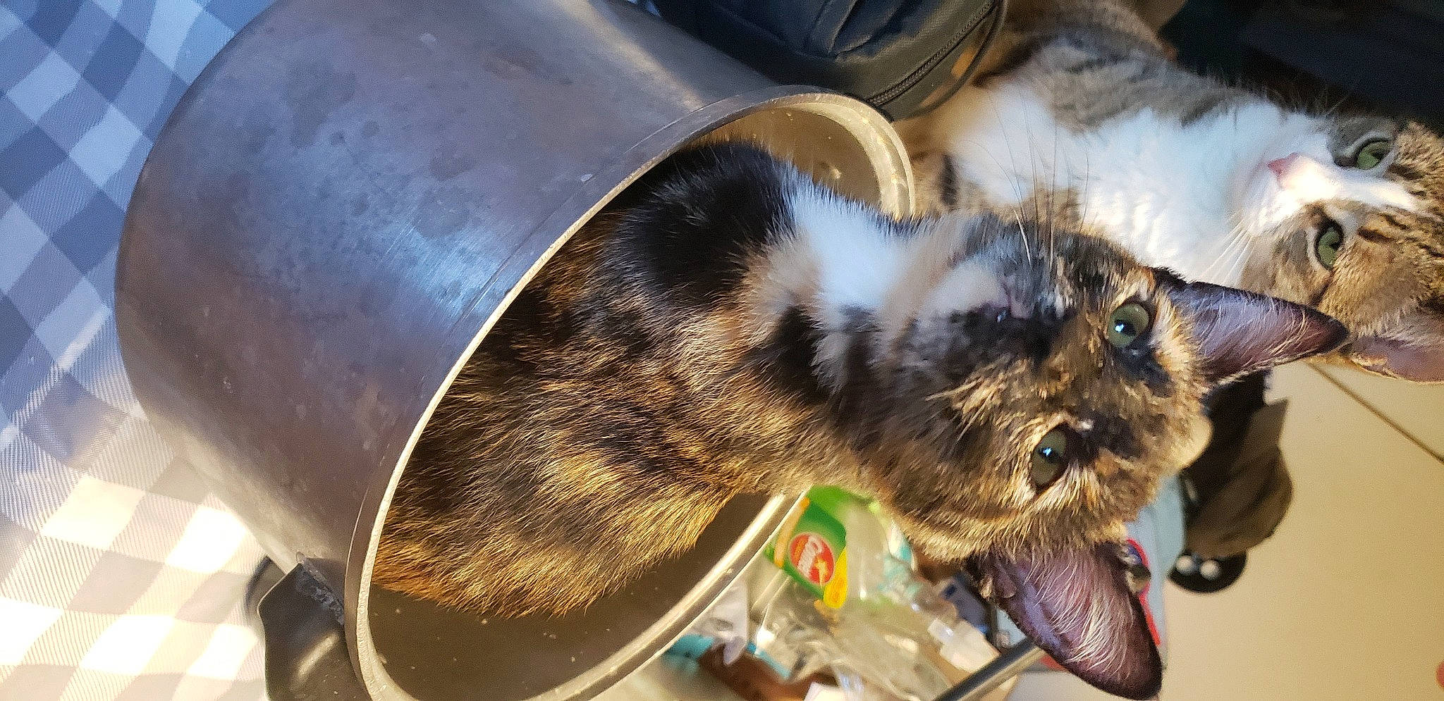 Emily is registered to the contest to win money with this photo: claw, dog_breed, domestic_short_haired_cat, fawn, felidae, fender, fur, hamster, muroidea, paw, pet_supply, puppy, rabbits_and_hares, rodent, small_to_medium_sized_cats, snout, tableware, tail, whiskers