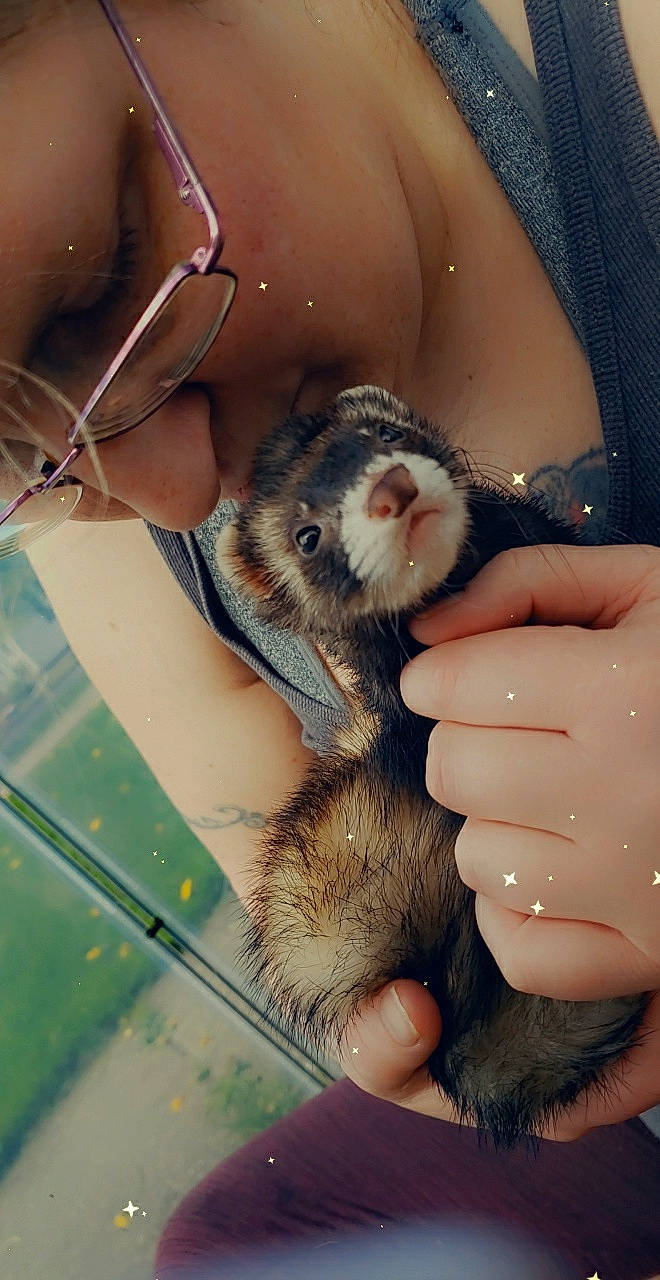 Bear joined the competition — help win amazing prizes! chest, claw, elbow, fawn, finger, flightless_bird, fur, mammal, marsupial, mustelidae, nail, rodent, snout, tail, terrestrial_animal, thumb, vertebrate, whiskers, wildlife, wildlife_biologist