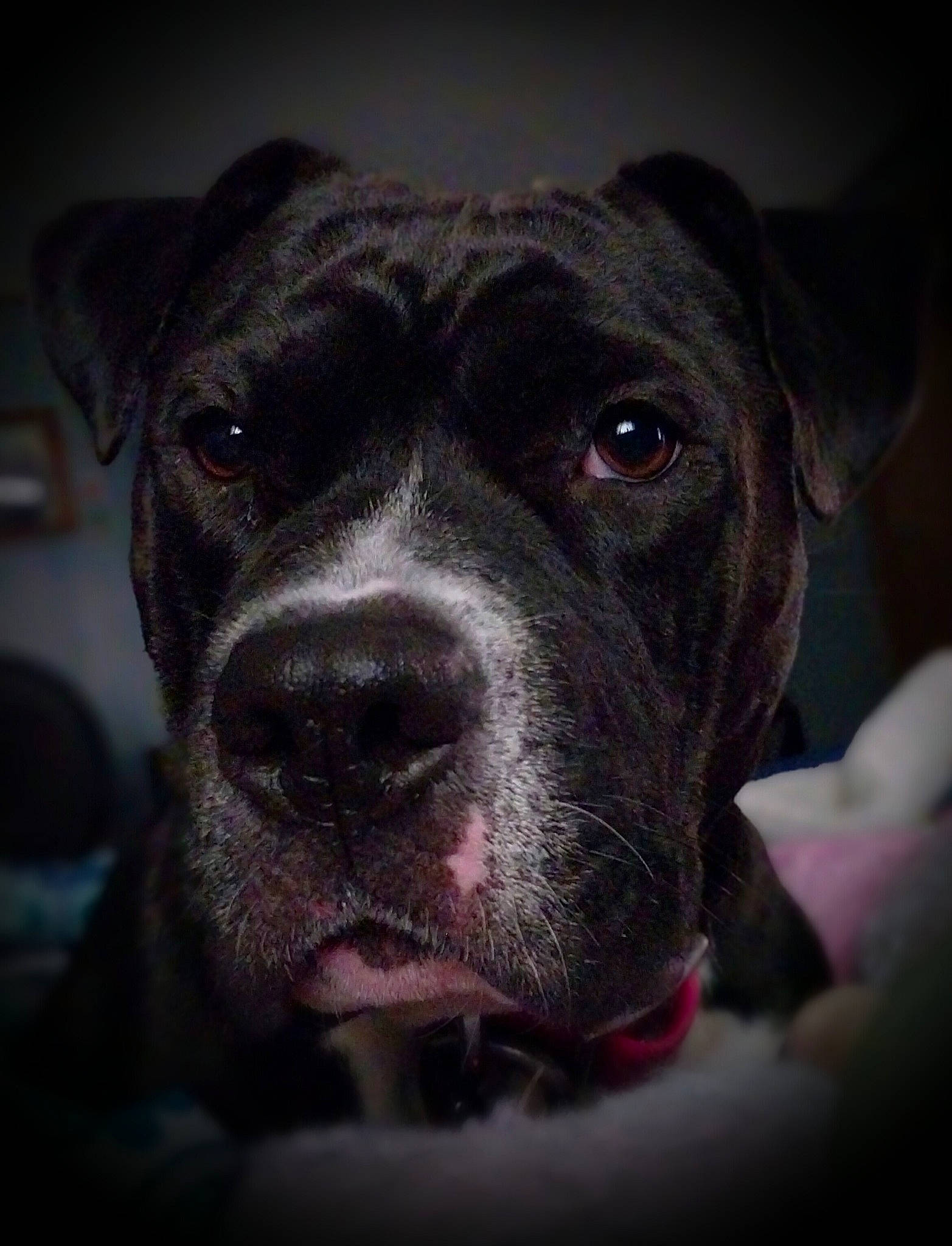 Jade is registered to the contest to win money with this photo: canidae, carnivore, close_up, companion_dog, darkness, dog, dog_breed, fawn, fur, guard_dog, molosser, non_sporting_group, snout, sporting_group, whiskers, working_animal, working_dog