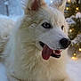 animal, blue_eyes, canine, christmas_tree, cold, dog, festive, fluffy, forest, fur, happy, holiday, lights, nature, outdoor, pet, seasonal, snow, tongue_out, winter