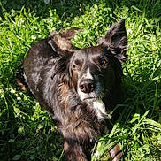 Mystic a rejoint le concours — aidez-le/la à gagner de superbes lots ! dog, pet, grass, sunlight, fur, ears, nose, eyes, paws, lying_down, outdoor, clover, dandelion, relaxed, portrait, close_up, whiskers, nature, shadow, meadow