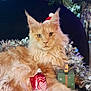 cat, maine_coon, feline, pet, christmas_tree, ornament, tinsel, gift_box, santa_hat, fur, whiskers, ears, closeup, portrait, festive, holiday, indoor, decoration, cozy, relaxed