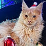 cat, maine_coon, fluffy, ginger_cat, santa_hat, christmas_tree, ornament, tinsel, holiday, festive, indoor, portrait, ear_tufts, red_bauble, green_ribbon, pine_cone, decorations, cozy, pose, twinkling_lights