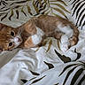 Bizi participe au concours pour gagner de l'argent avec cette photo : cat, kitten, orange_and_white, fur, whiskers, ears, eyes, nose, paws, tail, lying_down, relaxed, sleeping, bed, bedding, blanket, patterned_fabric, bedroom, indoor, portrait