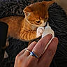 adorable, animal, blanket, bottle_feeding, cat, close_up, cozy, feline, hand, indoor, jewelry, kitten, lying_down, milk_bottle, orange_cat, pet, portrait, ring, shaggy_blanket, white_paws
