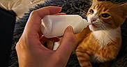 Bizi participe au concours pour gagner de l'argent avec cette photo : cat, kitten, orange_cat, white_cat, pet, animal, feeding, bottle, human_hand, indoor, cozy, blanket, sofa, couch, relaxed, sitting, whiskers, ears, fur, home