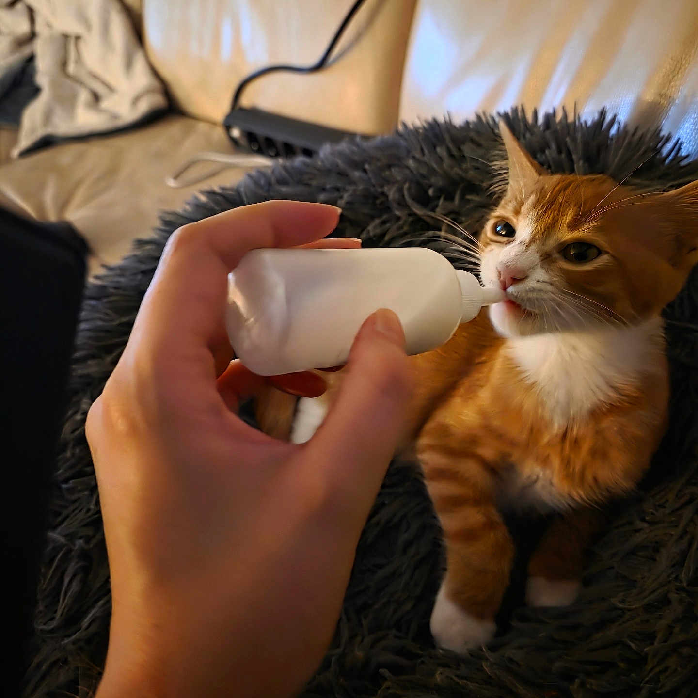 Bizi participe au concours pour gagner de l'argent avec cette photo : cat, kitten, orange_cat, white_cat, pet, animal, feeding, bottle, human_hand, indoor, cozy, blanket, sofa, couch, relaxed, sitting, whiskers, ears, fur, home