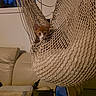 Bizi a rejoint le concours — aidez-le/la à gagner de superbes lots ! kitten, cat, orange_and_white, animal, pet, face, eyes, ears, whiskers, hanging_chair, woven_fabric, hammock, indoor, living_room, sofa, furniture, cozy, portrait, peeking, home_decor