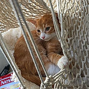 Bizi participe au concours pour gagner de l'argent avec cette photo : cat, kitten, ginger_cat, white_paws, feline, hammock, rope, macrame, indoor, cozy, relaxed, sitting, lying_down, paw, whiskers, green_eyes, orange_fur, white_fur, pet, portrait