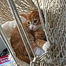 cat, cozy, feline, ginger_cat, green_eyes, hammock, indoor, kitten, lying_down, macrame, orange_fur, paw, pet, portrait, relaxed, rope, sitting, whiskers, white_fur, white_paws