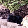 black_cat, cat, fluffy_cat, stone_wall, garden, bush, greenery, outdoor, pet, animal, nature, plant, relaxing, statue, landscaping, feline, leaves, daylight, resting, tongue_out
