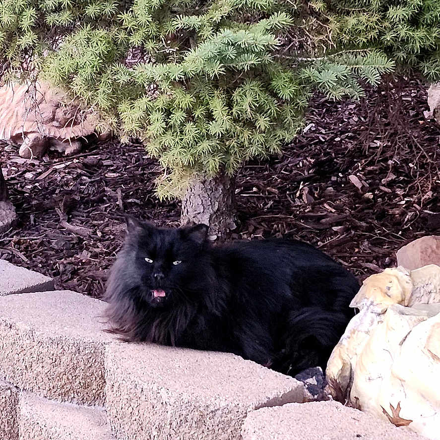 Sylvester