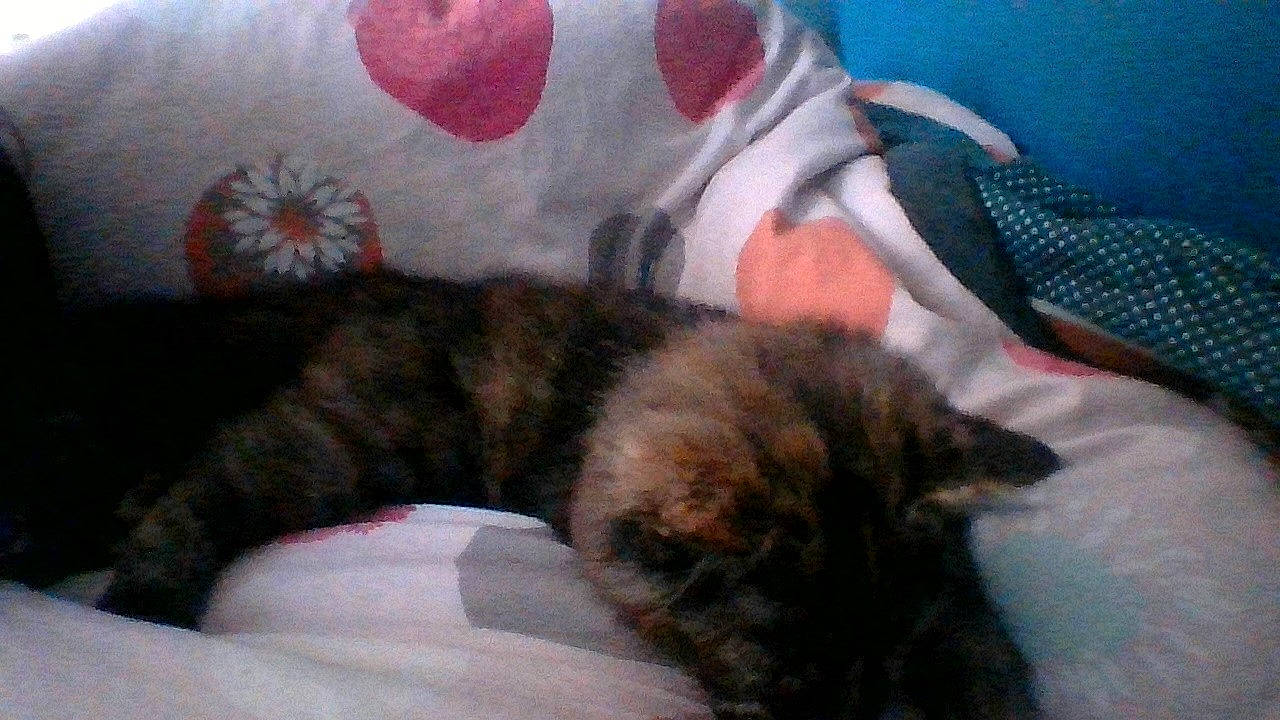 Le Clown Absinthe a rejoint le concours — aidez-le/la à gagner de superbes lots ! bedding, carmine, carnivore, cat, claw, comfort, couch, domestic_short_haired_cat, felidae, fur, grey, linens, nap, paw, room, sleep, small_to_medium_sized_cats, snout, tail, whiskers