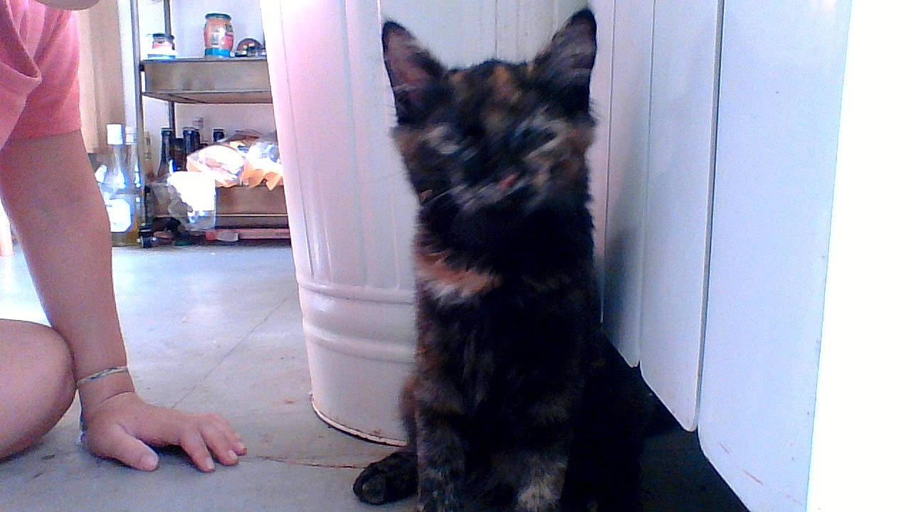 Gribouille a rejoint le concours — aidez-le/la à gagner de superbes lots ! black_cat, carnivore, cat, dog_breed, domestic_short_haired_cat, felidae, flooring, foot, fur, hardwood, houseplant, human_leg, sandal, shelf, small_to_medium_sized_cats, snout, tail, terrestrial_animal, whiskers