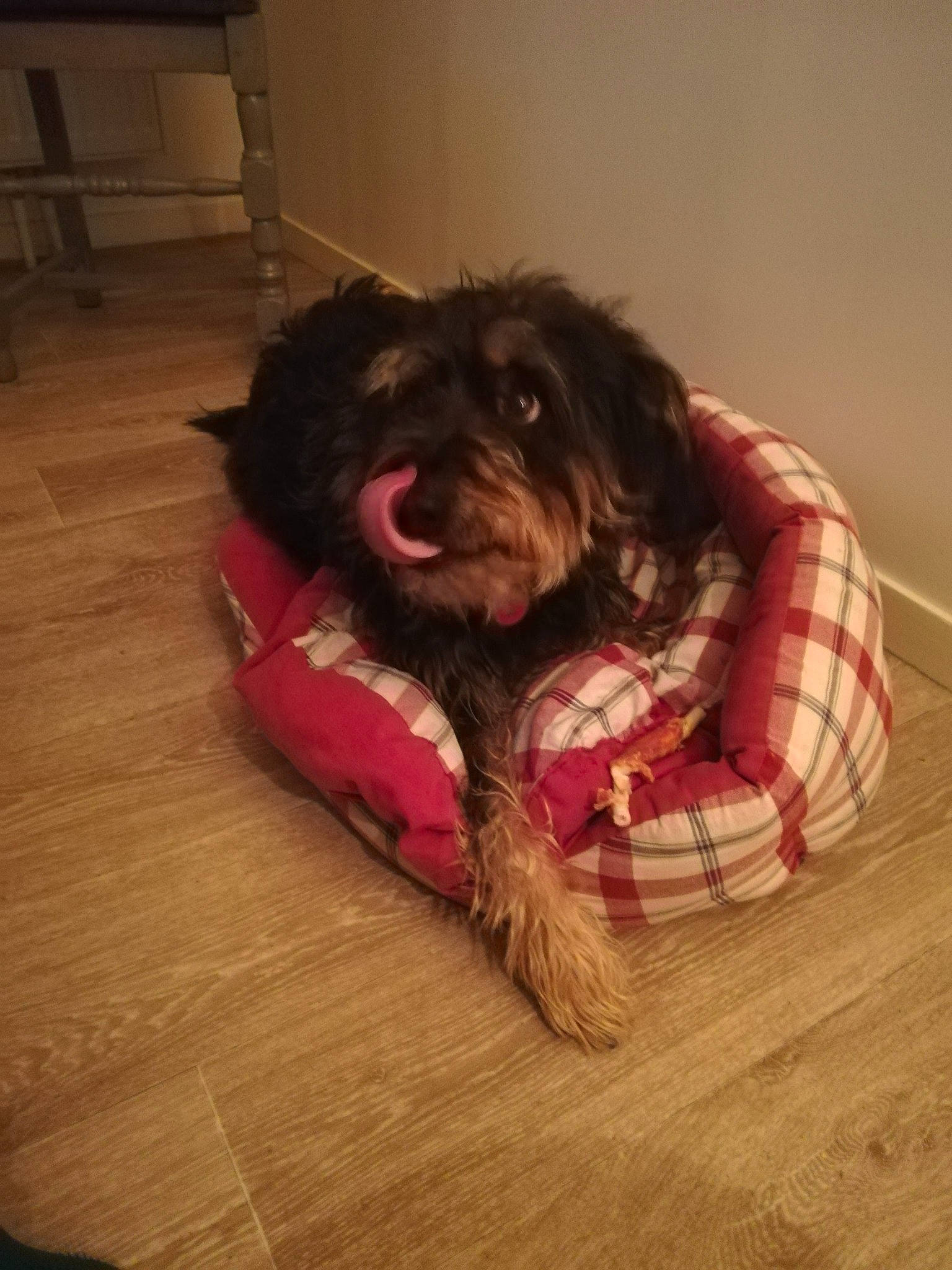 Blako participe au concours pour gagner de l'argent avec cette photo : canidae, carnivore, comfort, companion_dog, dog, dog_breed, dog_supply, flooring, fur, hardwood, laminate_flooring, liver, snout, spaniel, sporting_group, terrier, toy_dog, wood, wood_flooring, working_animal