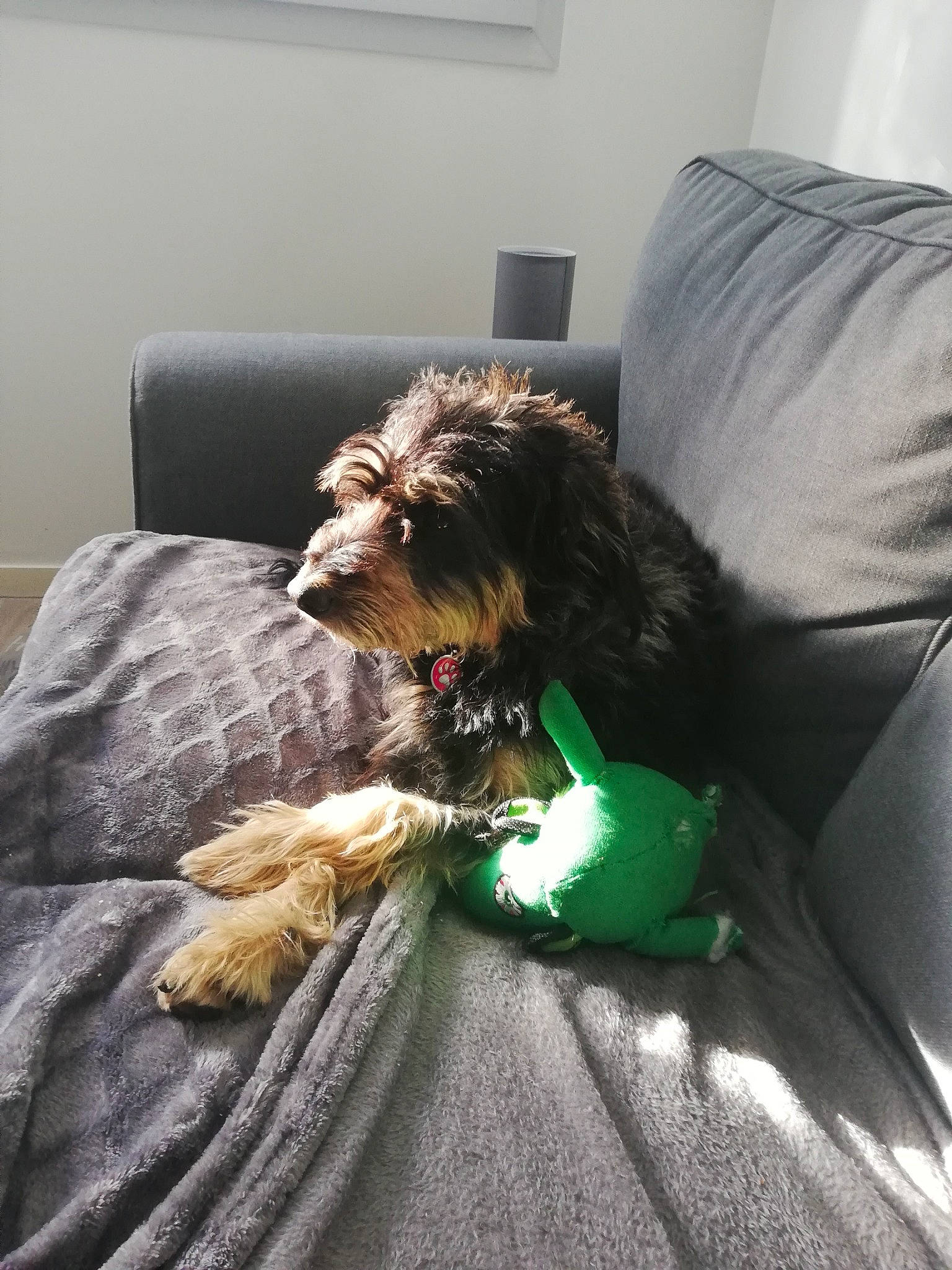 Blako a rejoint le concours — aidez-le/la à gagner de superbes lots ! canidae, carnivore, comfort, companion_dog, couch, dog, dog_breed, dog_supply, flooring, fur, linens, liver, sitting, small_terrier, snout, sporting_group, terrier, toy_dog, water_dog, working_animal