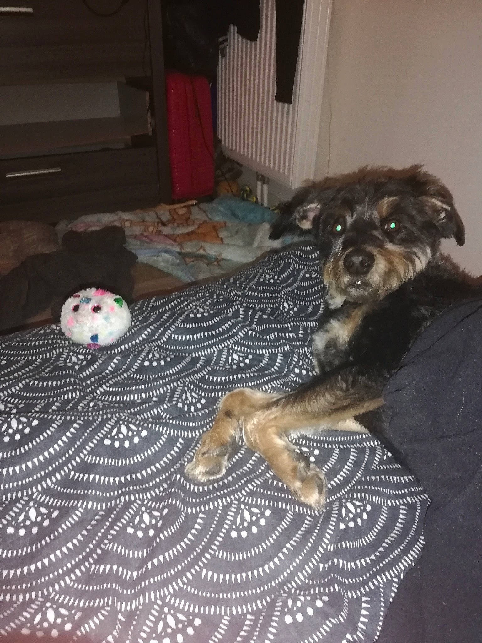 Blako a rejoint le concours — aidez-le/la à gagner de superbes lots ! bedding, canidae, carmine, carnivore, comfort, companion_dog, dog, dog_breed, flooring, fur, grey, linens, pattern, paw, room, sporting_group, tail, terrier, toy_dog, wood