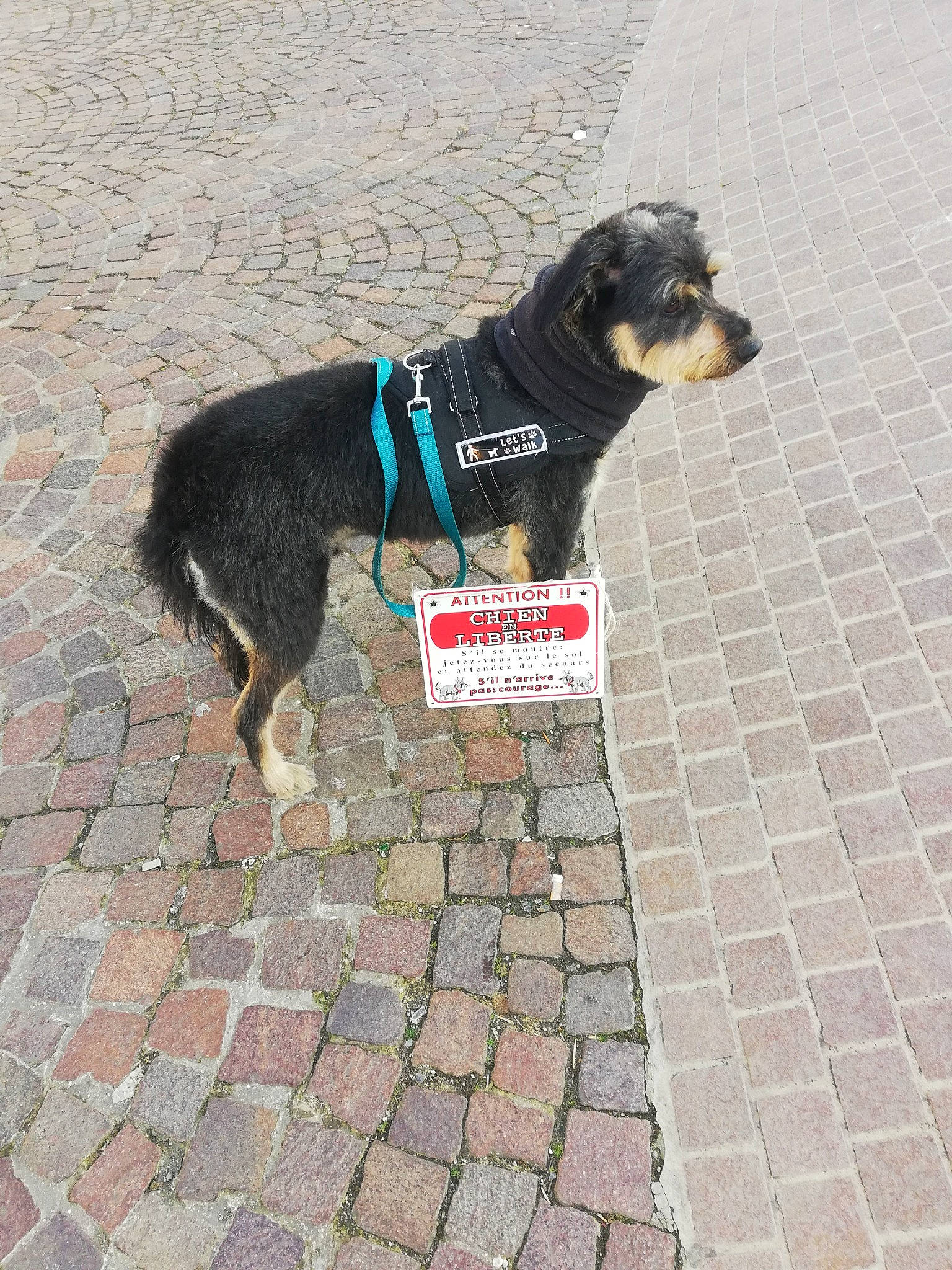 Blako participe au concours pour gagner de l'argent avec cette photo : asphalt, carnivore, cobblestone, collar, companion_dog, dog, dog_breed, dog_collar, dog_supply, fashion_accessory, flagstone, flooring, leash, pet_supply, road_surface, sidewalk, sporting_group, tail, working_animal, working_dog