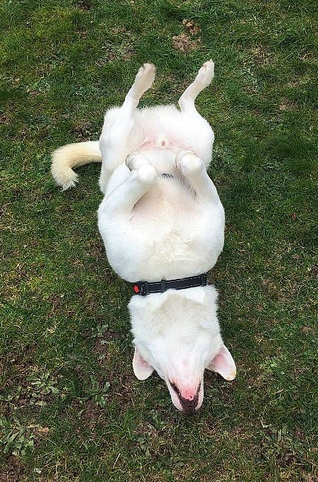 Albus participe au concours pour gagner de l'argent avec cette photo : canidae, carnivore, companion_dog, dog, dog_breed, fawn, fur, grass, lawn, livestock, non_sporting_group, paw, snout, sporting_group, tail, terrestrial_animal, toy, toy_dog, working_animal