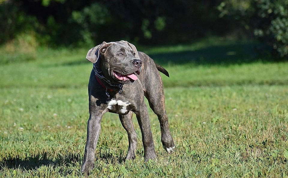 Zeus is registered to the contest to win money with this photo: blue_lacy, canidae, carnivore, dog, dog_breed, grass, great_dane, guard_dog, hunting_dog, labrador_retriever, louisiana_catahoula_leopard_dog, mammal, molosser, non_sporting_group, sporting_group, vertebrate, working_dog