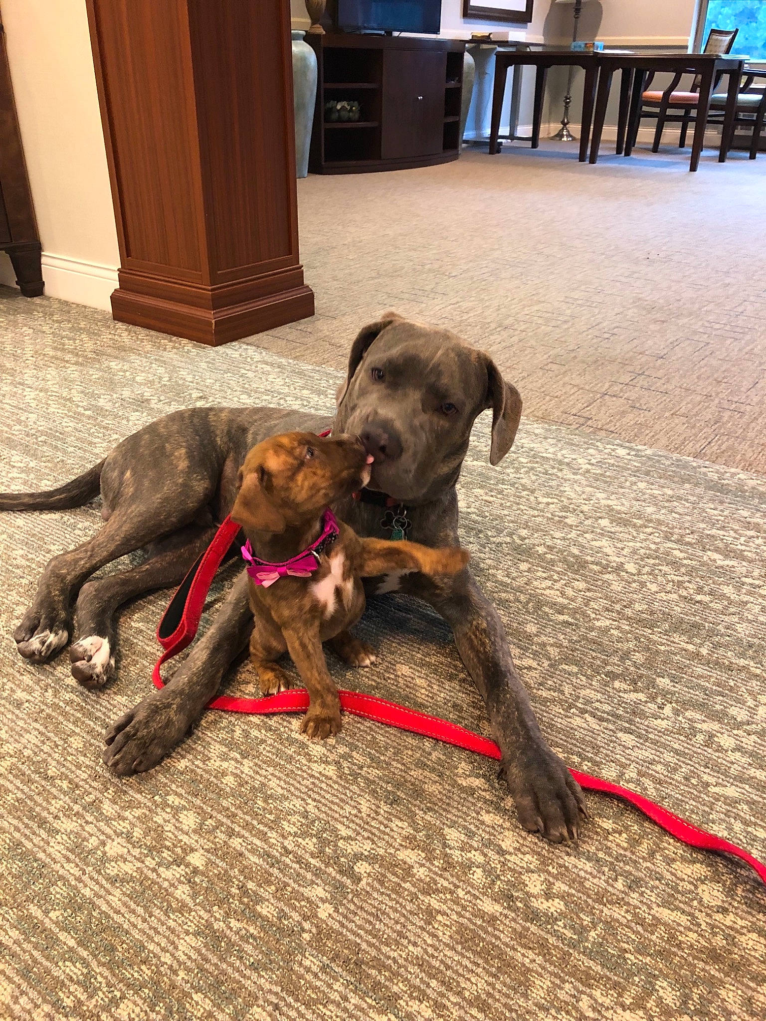 Zeus joined the competition — help win amazing prizes! blue_lacy, canidae, carnivore, dog, dog_breed, fawn, great_dane, guard_dog, mammal, plott_hound, pointer, snout, sporting_group, vertebrate, weimaraner, working_dog