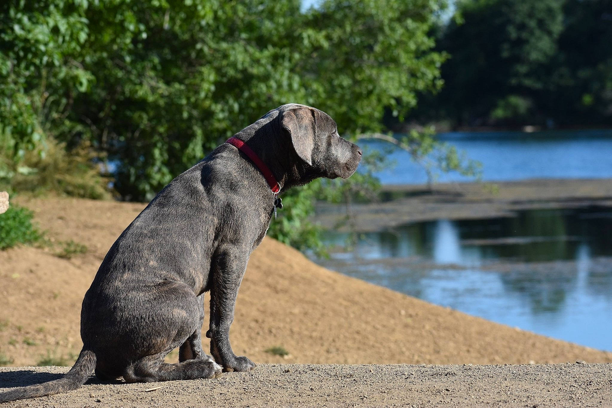 Zeus is registered to the contest to win money with this photo: bank, canidae, carnivore, dog, dog_breed, german_shorthaired_pointer, german_wirehaired_pointer, guard_dog, hunting_dog, mammal, pointer, pointing_breed, sporting_group, tail, vertebrate, working_dog