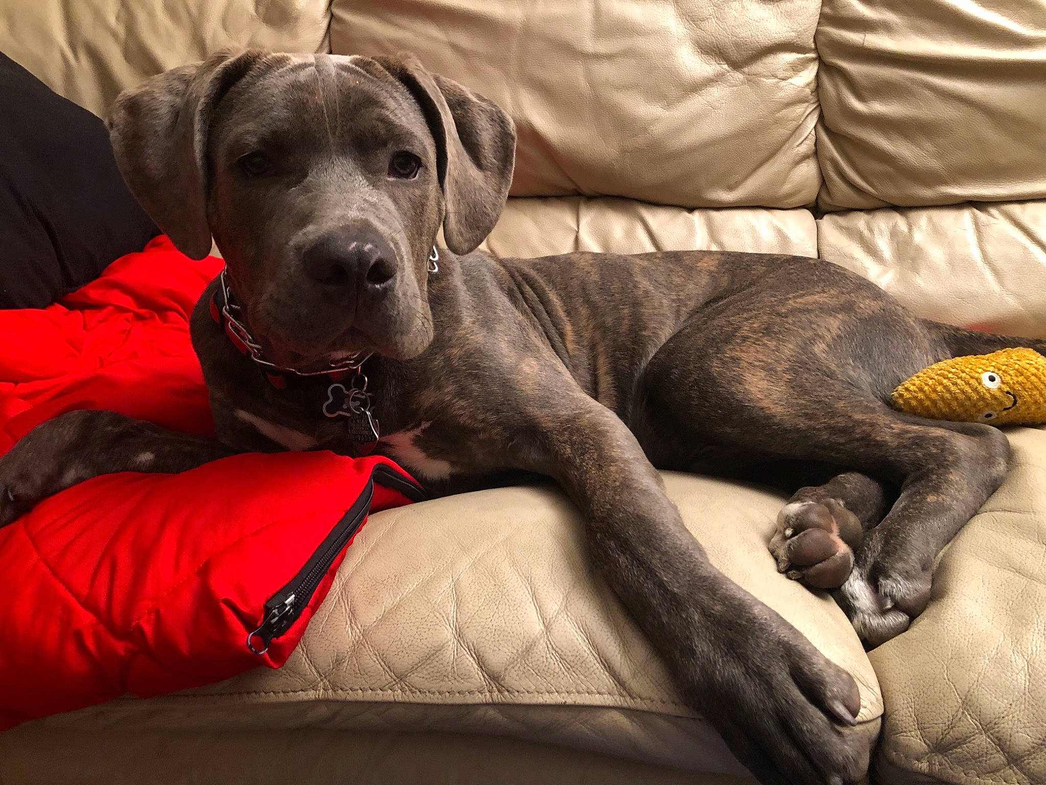 Zeus joined the competition — help win amazing prizes! canidae, carnivore, companion_dog, dog, dog_breed, fawn, great_dane, guard_dog, mammal, molosser, non_sporting_group, puppy, rhodesian_ridgeback, snout, sporting_group, vertebrate, weimaraner, working_dog