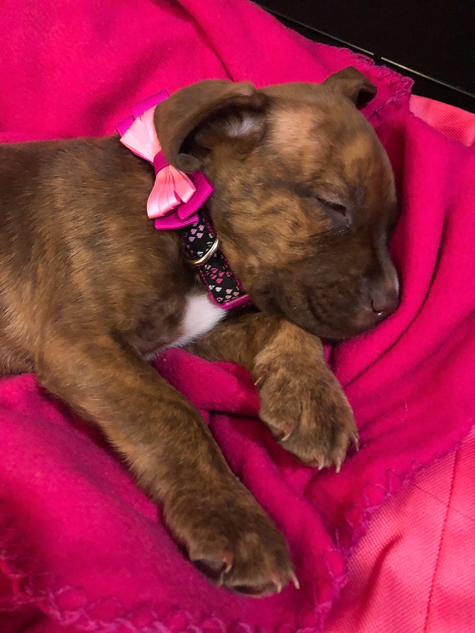 Izabelle is registered to the contest to win money with this photo: alaunt, american_pit_bull_terrier, canidae, carnivore, companion_dog, dog, dog_breed, fawn, magenta, mammal, non_sporting_group, pink, pit_bull, puppy, snout, vertebrate