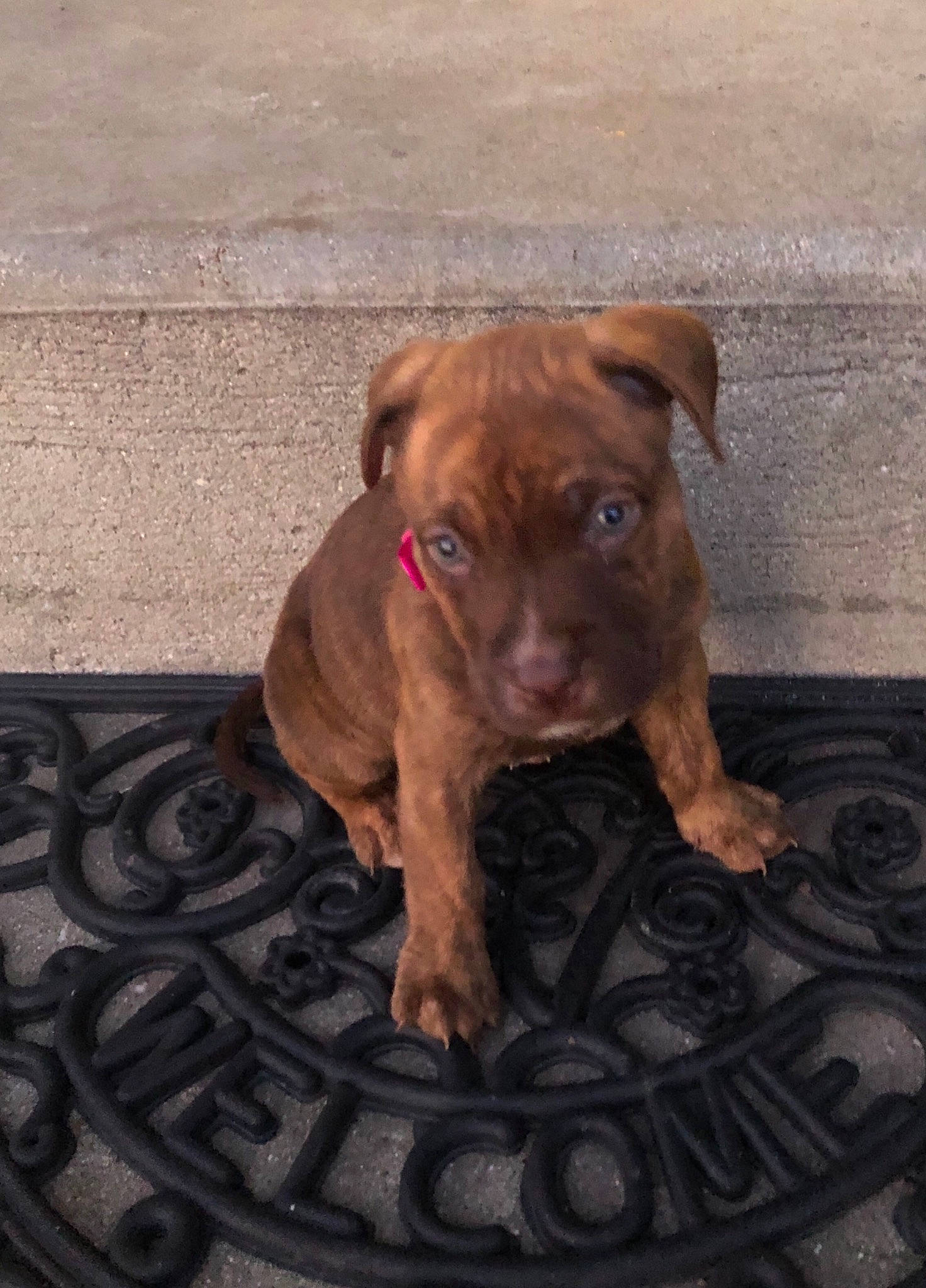 Izabelle joined the competition — help win amazing prizes! american_pit_bull_terrier, bandog, canidae, carnivore, dog, dog_breed, fawn, mammal, molosser, non_sporting_group, pit_bull, snout, sporting_group, vertebrate