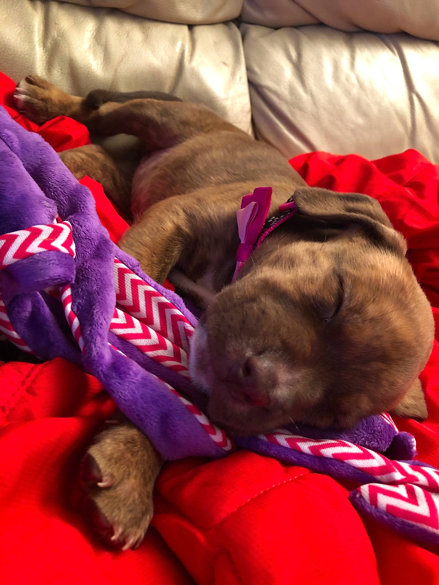 Izabelle joined the competition — help win amazing prizes! canidae, carnivore, dog, dog_breed, fawn, magenta, nap, puppy, sleep, sporting_group