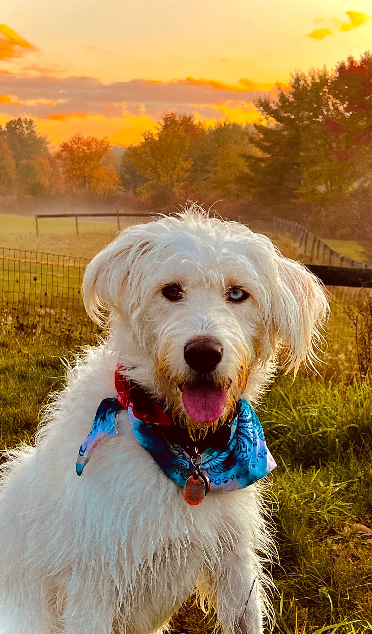 Nala joined the competition — help win amazing prizes! canidae, carnivore, cloud, collar, companion_dog, dog, dog_breed, dog_collar, dog_supply, fashion_accessory, grass, happy, light, plant, sky, sporting_group, sunlight, terrier, tree, working_animal
