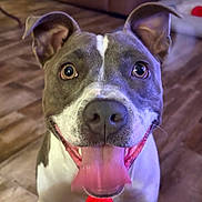 Arlo joined the competition — help win amazing prizes! dog, pet, tongue_out, happy, smiling, indoor, floor, treat, animal, canine, ears_up, closeup, cute, friendly, playful, brown_floor, white_and_brown, companion, domestic_animal, looking_up