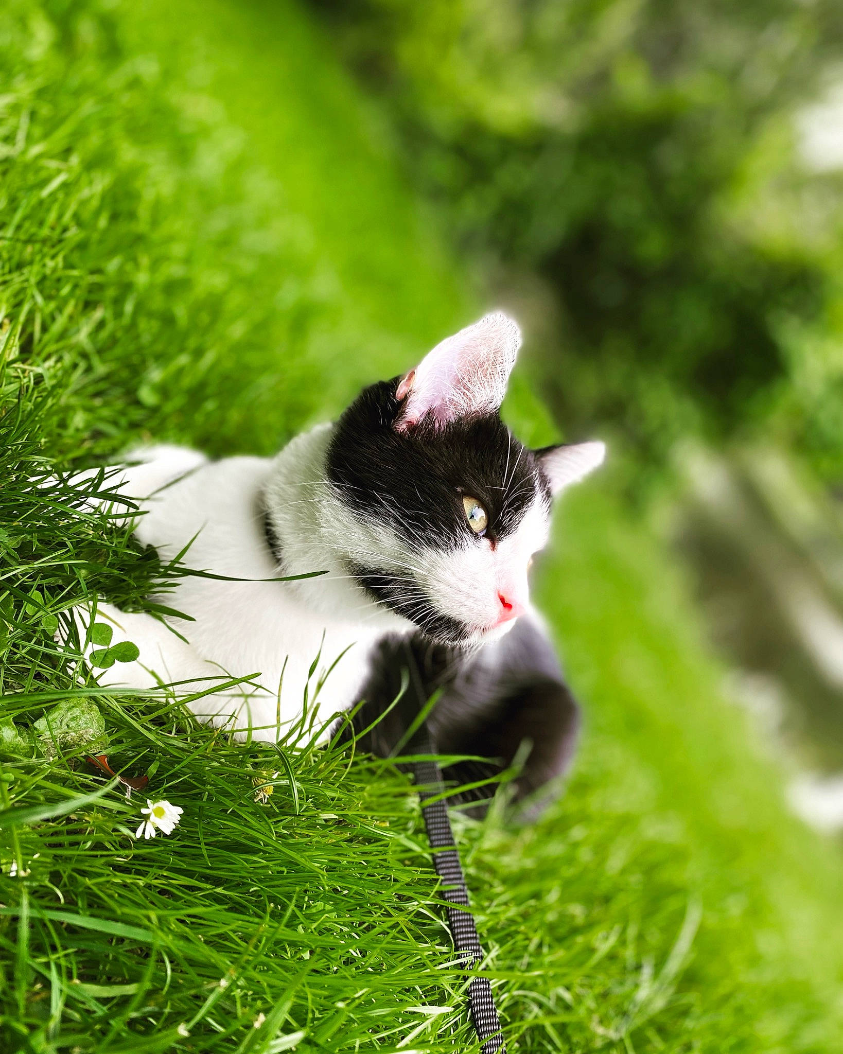 Lewis a rejoint le concours — aidez-le/la à gagner de superbes lots ! carnivore, cat, domestic_short_haired_cat, felidae, flowering_plant, fur, grass, grassland, groundcover, landscape, natural_landscape, organism, plant, shrub, small_to_medium_sized_cats, snout, tail, terrestrial_animal, whiskers, wildlife