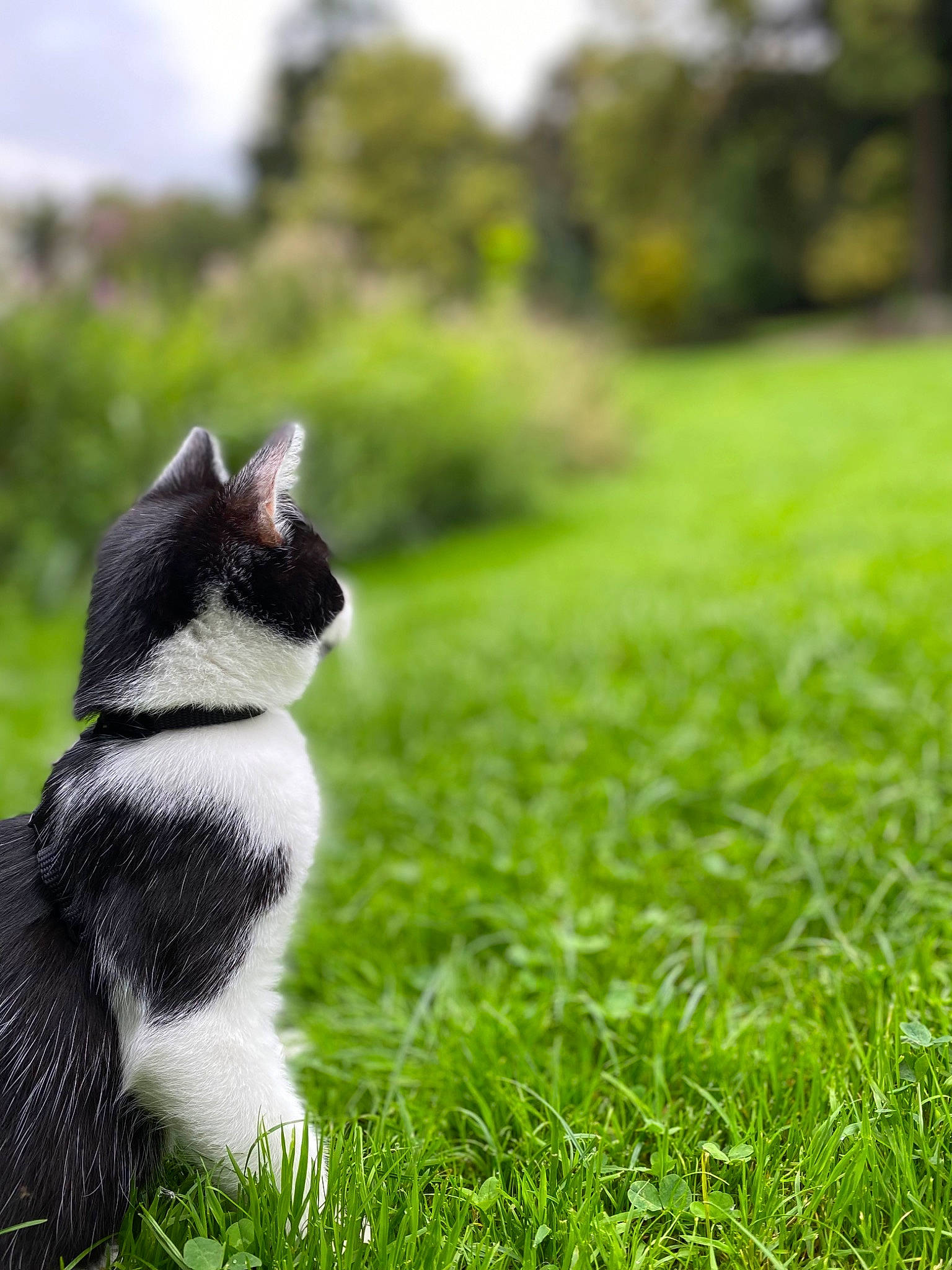 Lewis participe au concours pour gagner de l'argent avec cette photo : carnivore, cat, dog_breed, felidae, formal_wear, fur, grass, grassland, landscape, lawn, people_in_nature, plant, sky, small_to_medium_sized_cats, snout, tail, terrestrial_animal, tree, whiskers, wildlife