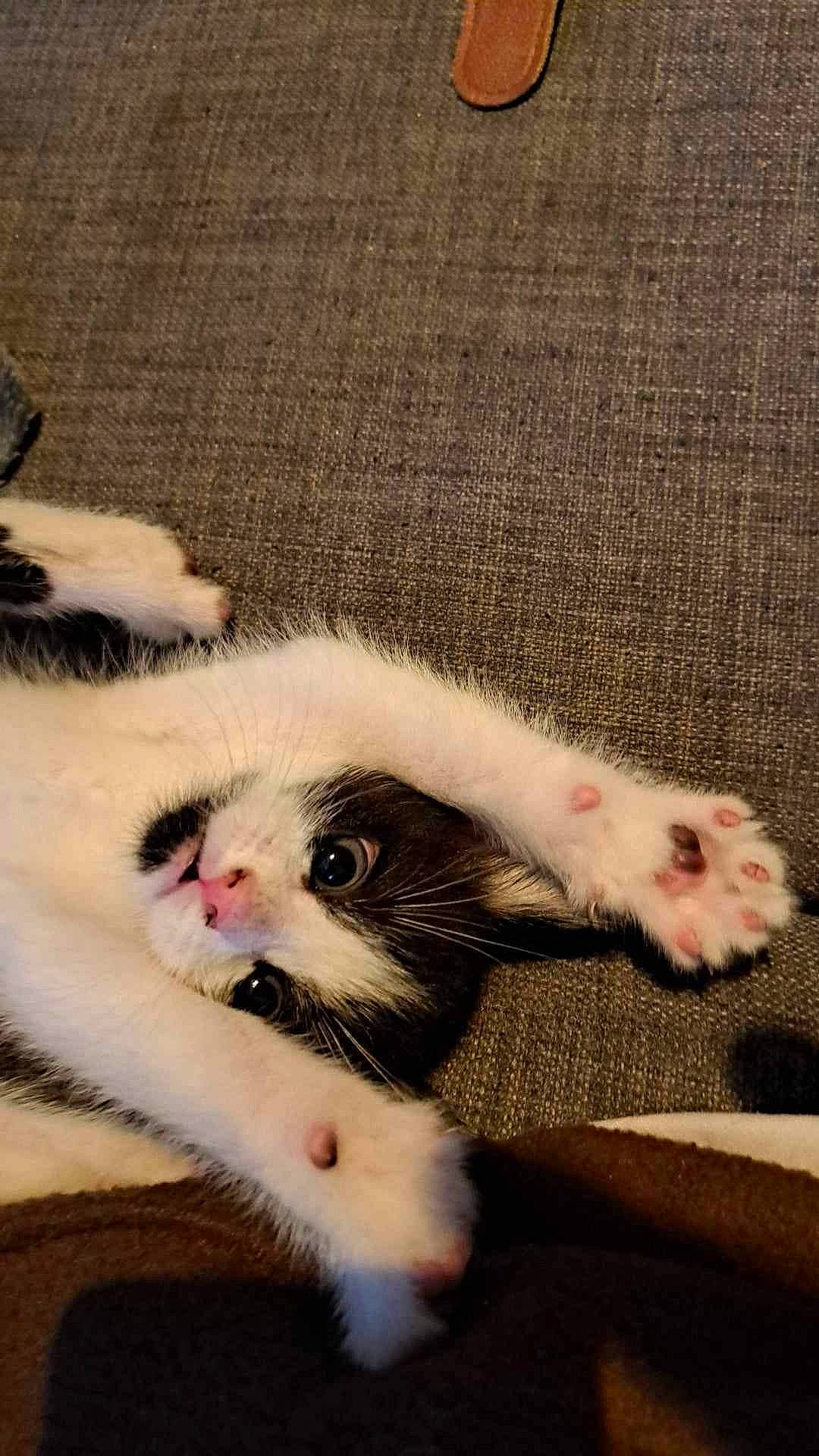 Lewis a rejoint le concours — aidez-le/la à gagner de superbes lots ! cat, claw, comfort, domestic_short_haired_cat, fawn, felidae, foot, fur, marsupial, muroidea, mustelidae, nail, paw, rodent, small_to_medium_sized_cats, snout, tail, terrestrial_animal, toe, whiskers