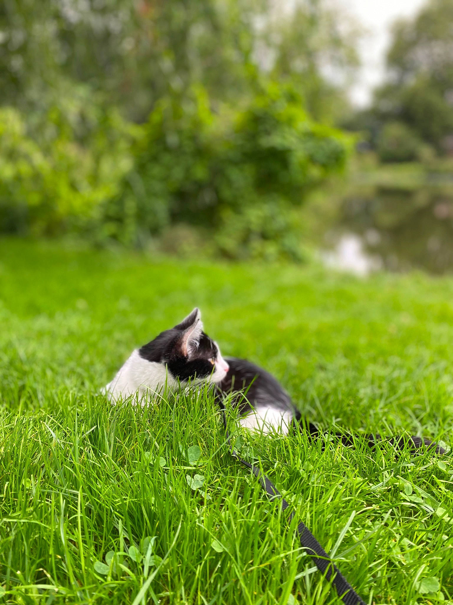 Lewis participe au concours pour gagner de l'argent avec cette photo : canidae, carnivore, cat, companion_dog, dog_breed, felidae, grass, grass_family, grassland, groundcover, landscape, lawn, meadow, natural_landscape, plant, small_to_medium_sized_cats, tail, terrestrial_animal, tree, whiskers