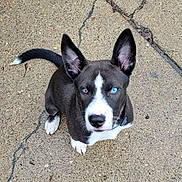 Rosco is registered to the contest to win money with this photo: attentive, black_and_white, black_nose, blue_eye, close_up, collar, concrete, cute, dog, heterochromia, looking_up, outdoor, paw, puppy, sidewalk, sitting, tail, upright_ears, whiskers, white_marking