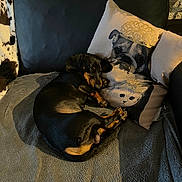 Vito participe au concours pour gagner de l'argent avec cette photo : animal, black_and_tan, blanket, cat_print, couch, cozy, cute, dachshund, dog, dog_print, furniture, home, indoor, nap, pet, pillow, relaxing, resting, sleeping, soft