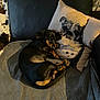 animal, black_and_tan, blanket, cat_print, couch, cozy, cute, dachshund, dog, dog_print, furniture, home, indoor, nap, pet, pillow, relaxing, resting, sleeping, soft