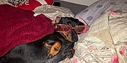 Vito a rejoint le concours — aidez-le/la à gagner de superbes lots ! animal, bed, blanket, cozy, cute, dachshund, dog, domestic_animal, floral_pattern, furniture, glasses, indoor, lying_down, mammal, pet, pillow, pink_glasses, relaxing, resting, sleepy