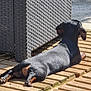 Vito participe au concours pour gagner de l'argent avec cette photo : animal, back_view, black_dog, brown_markings, canine, dachshund, daylight, dog, furniture, outdoor, pet, relaxing, resting, shiny_coat, summer, sunbathing, sunlight, tree_trunk, wooden_deck, woven_chair