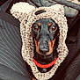 Vito participe au concours pour gagner de l'argent avec cette photo : animal, bear_costume, black_and_tan, canine, car_seat, costume, cute, dachshund, dog, furry, indoors, leash, looking_up, pet, pet_accessory, portrait, red_collar, seat, small_dog, vehicle