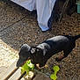 Vito participe au concours pour gagner de l'argent avec cette photo : animal, black_dog, cloth, dachshund, dog, domestic, fabric, garden, green, leafy_vegetable, nature, outdoor, pebble_floor, pet, playful, shadow, small_dog, sunlight, toy, wooden_deck