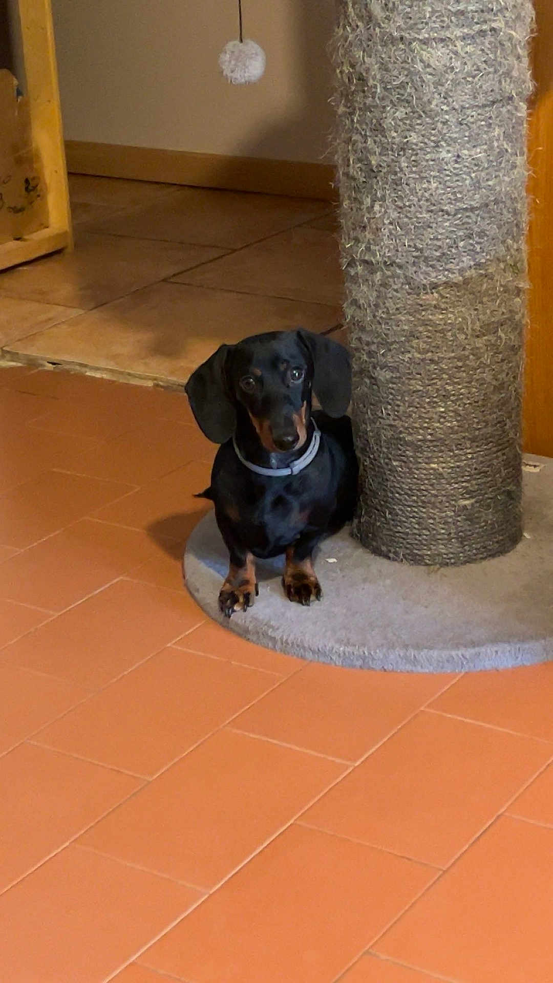 Vito