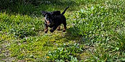 Vito participe au concours pour gagner de l'argent avec cette photo : animal, concrete_wall, dachshund, dog, ears, fence, grass, greenery, happy, nature, outdoor, path, pet, puppy, running, small_dog, sunlight, tail, wild_plants, yard