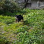 animal, concrete_wall, dachshund, dog, ears, fence, grass, greenery, happy, nature, outdoor, path, pet, puppy, running, small_dog, sunlight, tail, wild_plants, yard